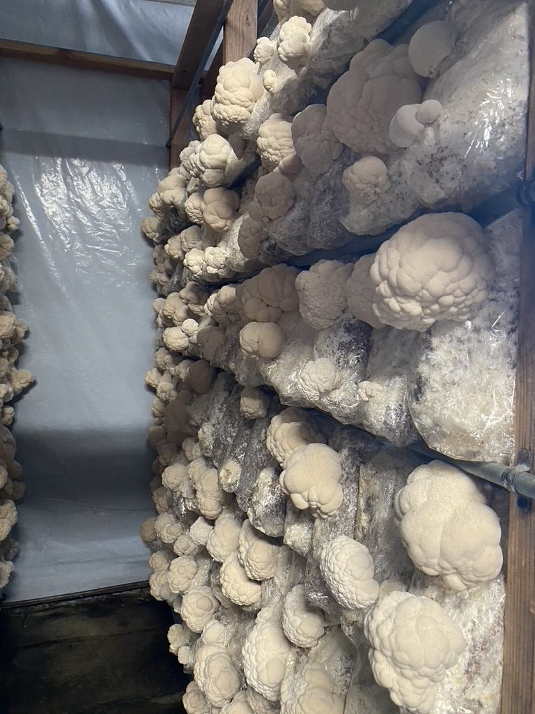 Lion's mane mushrooms growing on cultivation blocks