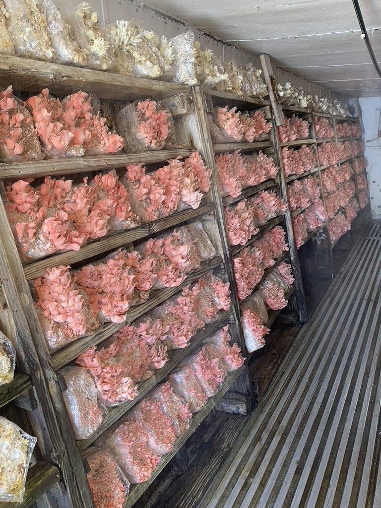 Pink oyster mushrooms growing on cultivation blocks