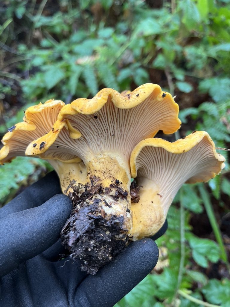 A freshly foraged wild chanterelle mushroom