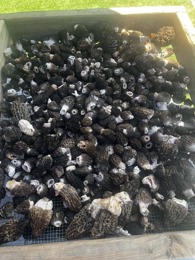 A tray of freshly foraged wild morel mushrooms